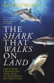 The Shark That Walks On Land thumbnail